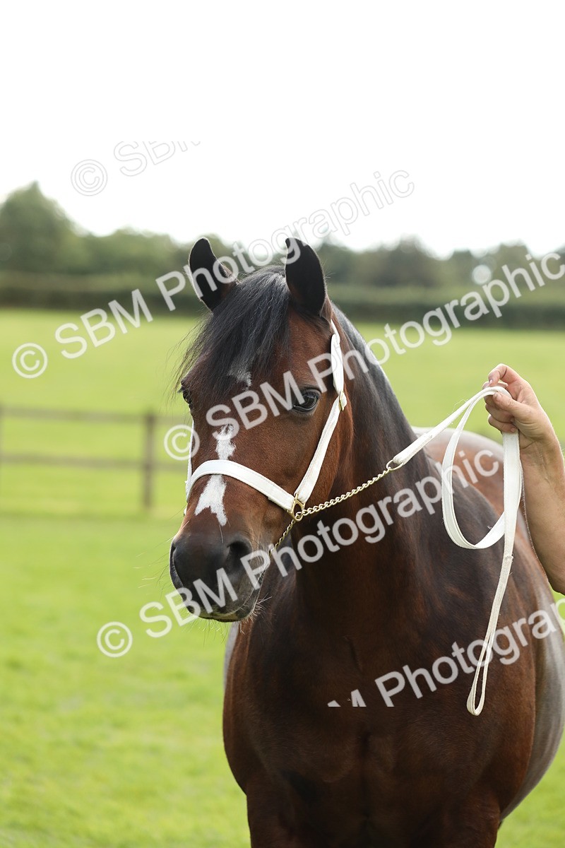 SBM_65533 - S47 - Mountain & Moorland In Hand Large Breeds