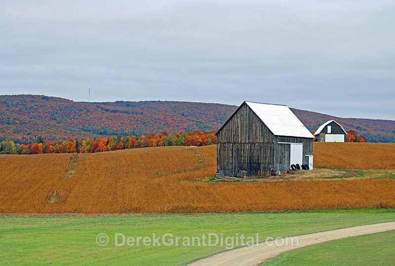 Two Barns _ Autumn in New Brunswick Canada Fall Foliage - Autumn Foliage