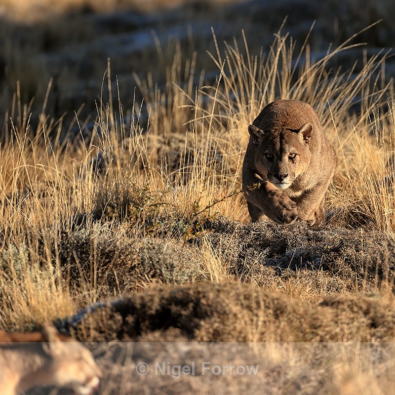 Dark stalks Rupestre at carcass, Torres del Paine - Puma