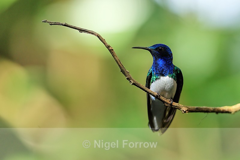 White-necked Jacobin (male) perched, Limon Province, Costa Rica - White-necked Jacobin
