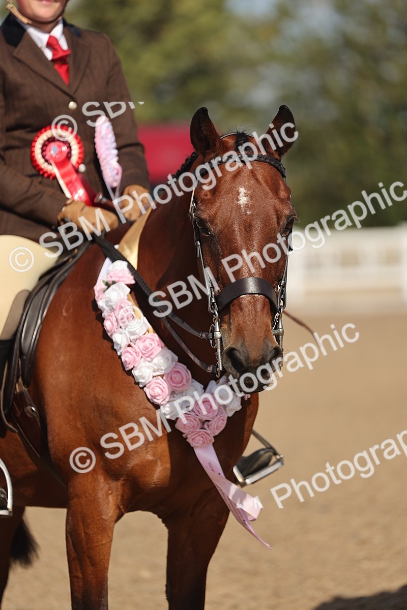 SBM_22638 - Class 804 - Ridden Veteran Pony