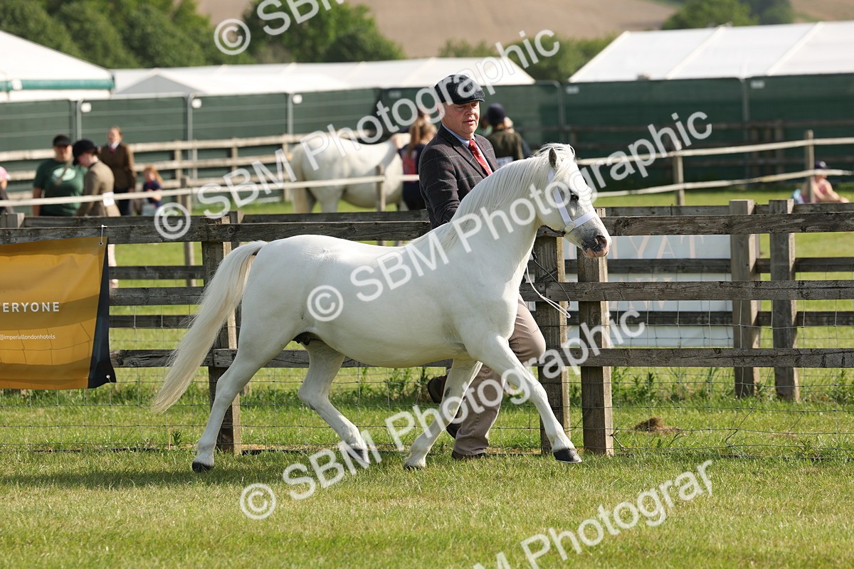 SBM_00631 - Class 6-13 - Mountatin and Moorland In Hand Welsh Breeds