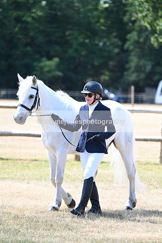 WJ7_2319 - Class 5a Most Handsome Gelding in hand (above 14.2hh)