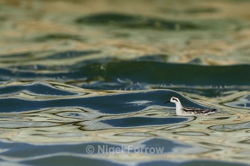 Red-necked Phalarope (juvenile), Farmoor - Red-necked Phalarope