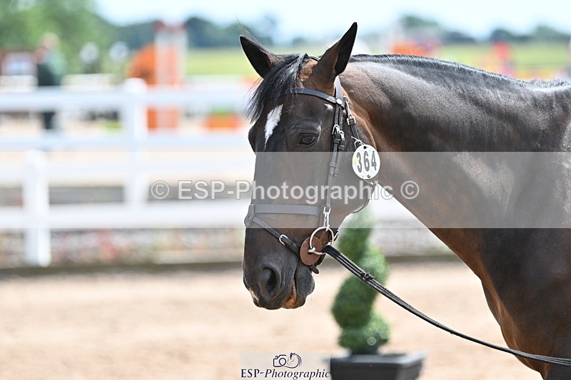 240717A-145250-02365 - Trot Up 2pm to 3pm - This folder is not in time order