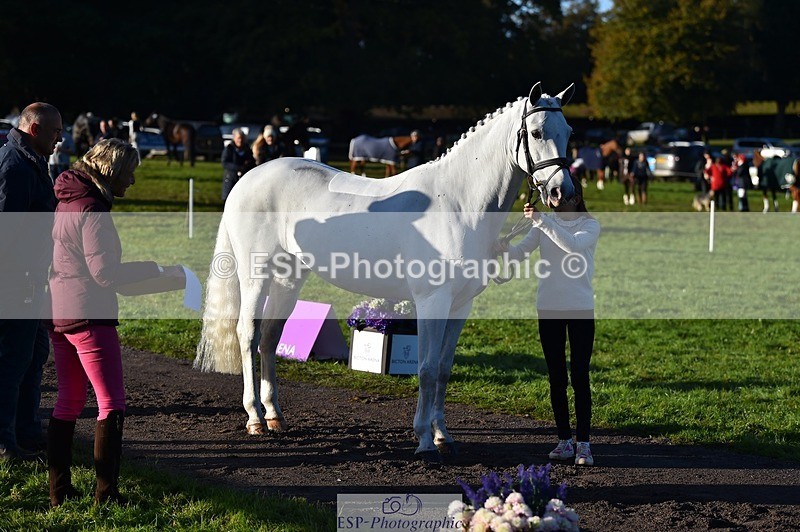 231022-092100-21721 - 653-GREYΓÇÖS.VILLAGE.MELODY-Annabel.Ridgway-TrotUp+SJ