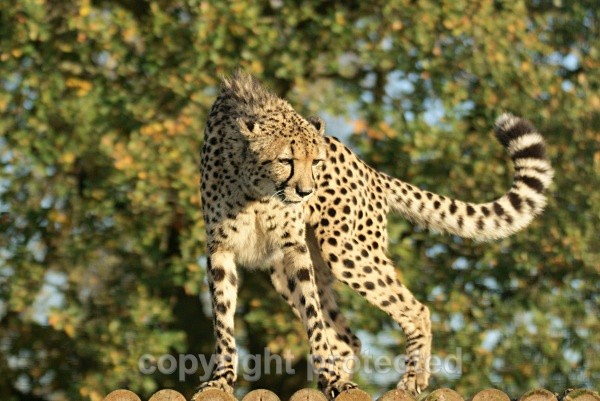 Mephisto, cheetah at WHF