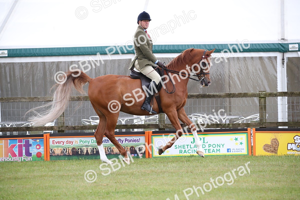 SBM_03617 - Class 21 - 22 - Ridden Arab and Part Bred/Anglo Arab