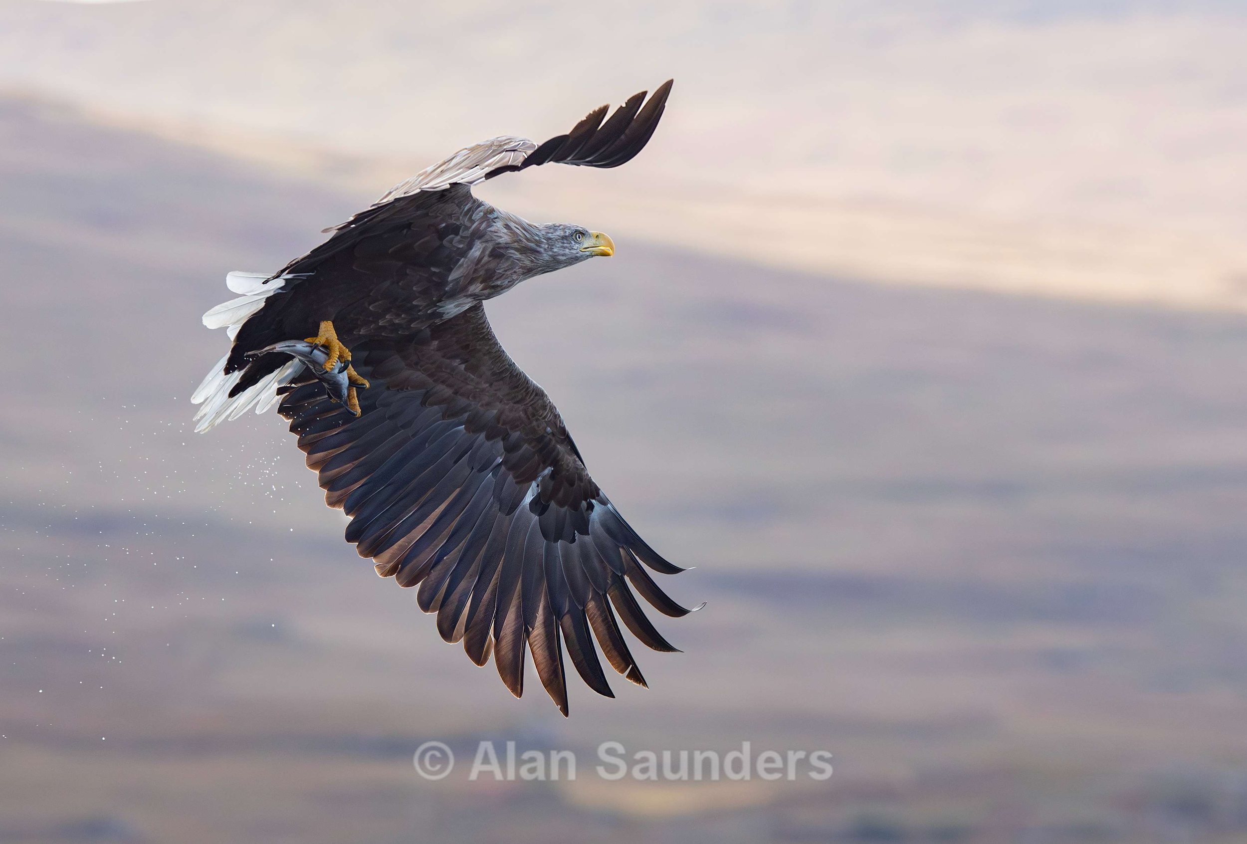 White Tailed Eagle 114