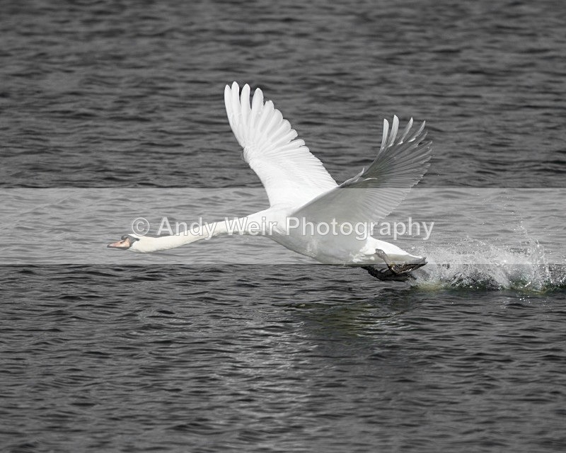 20110917-_MG_6834 - Swans