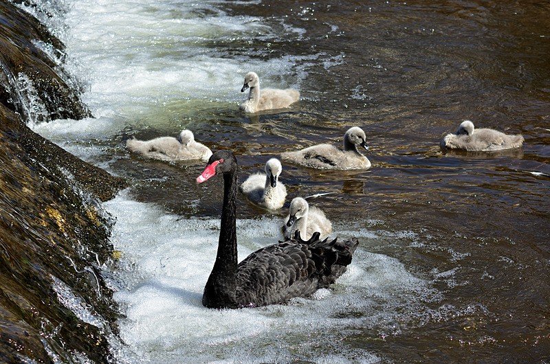 Black Swan and cygnets at the weir Dawlish - Dawlish and Black Swans