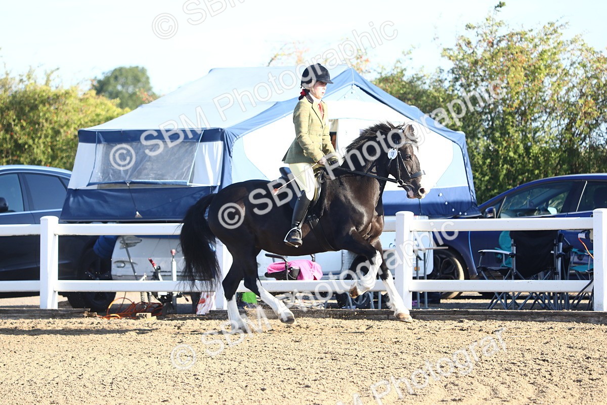SBM_07874 - Class 501 - Riding Club Pony