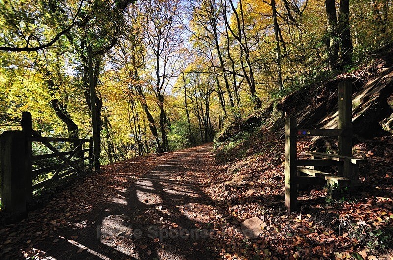 1  Autumn Kilminorth Woods - Looe