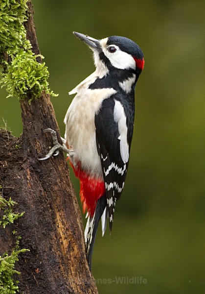 GS WOODPECKER REF WOOD 17 - 'WOODPECKERS'(Greater spotted woodpecker)