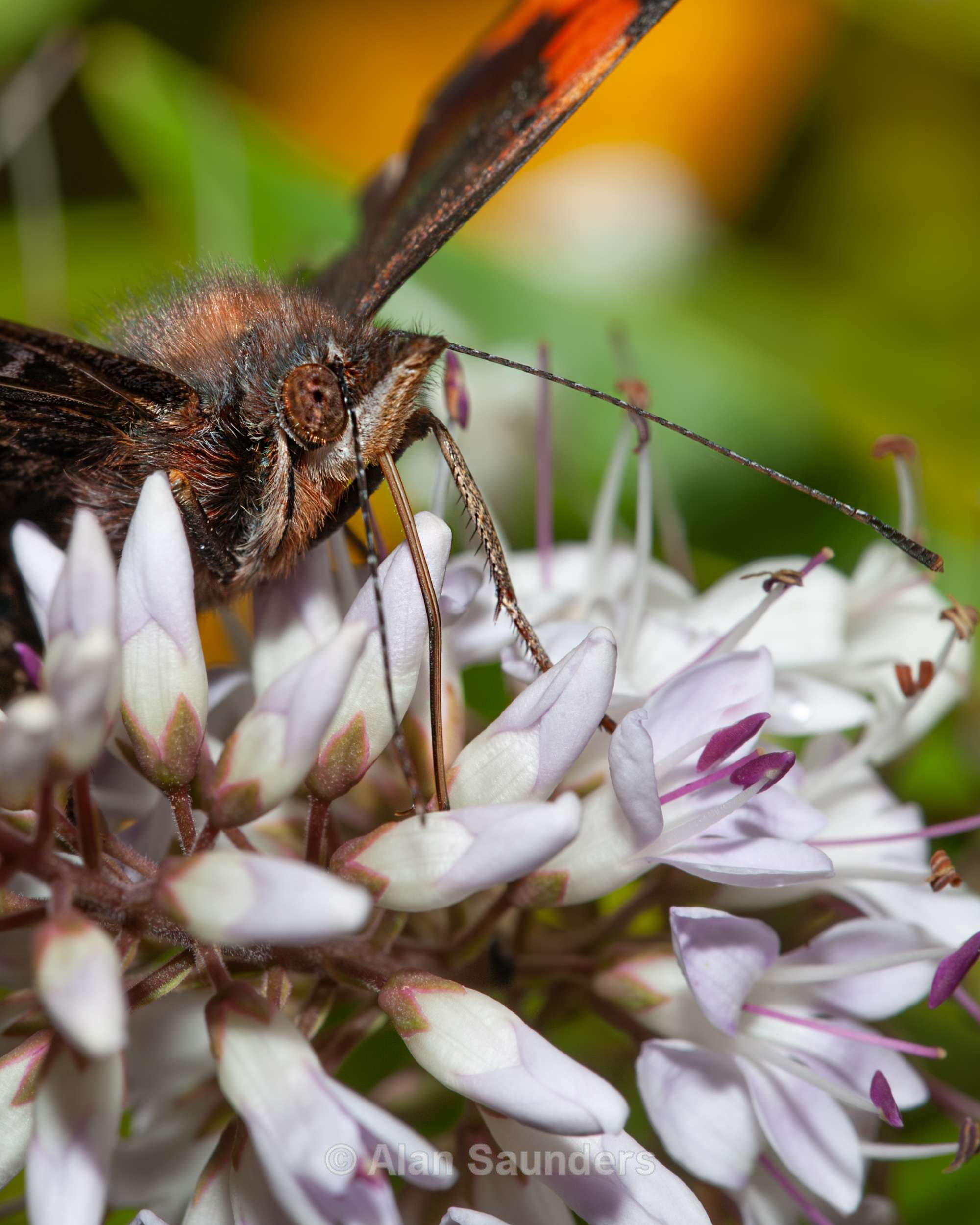 Red Admiral 1