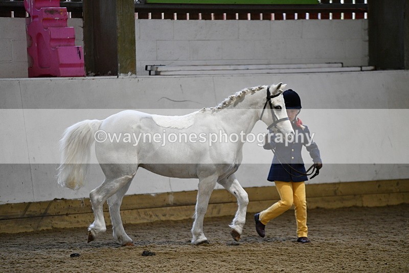 WJ5_4636 - Class 3 Part Bred In hand