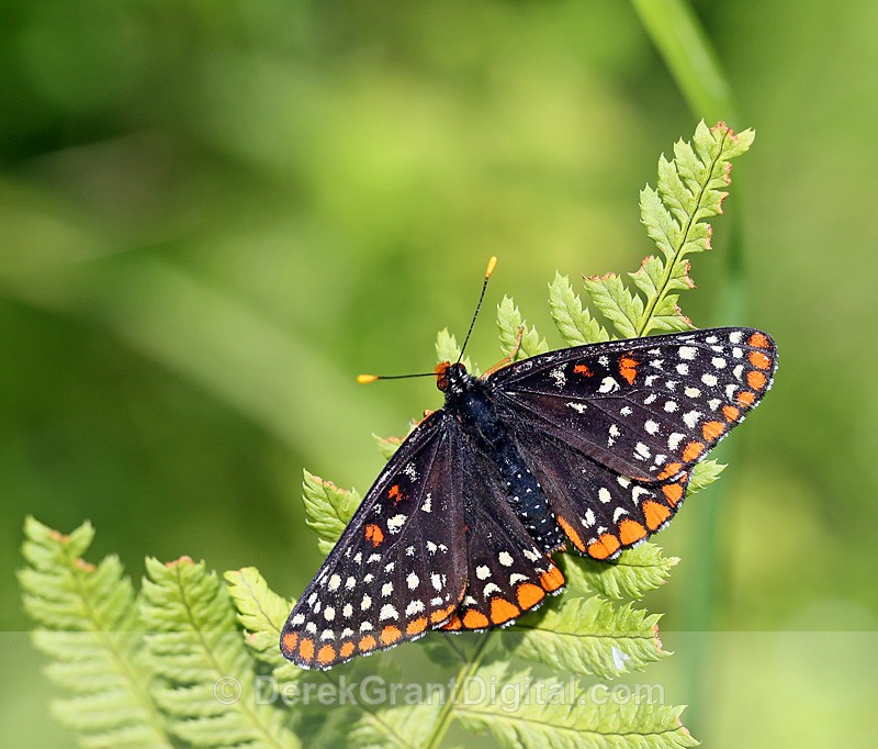 Baltimore Checkerspot - Butterflies & Moths of Atlantic Canada