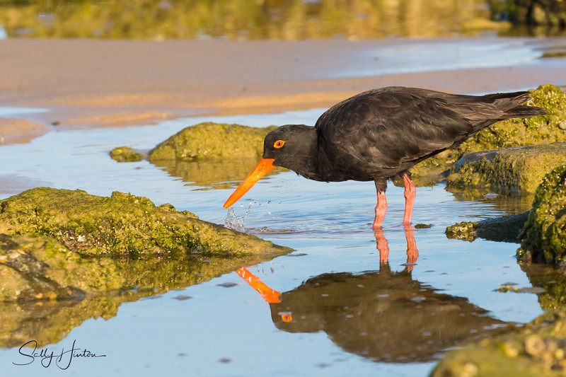 Sooty Oyster Catcher 12