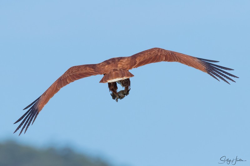 Brahminy Kite with Crab 3