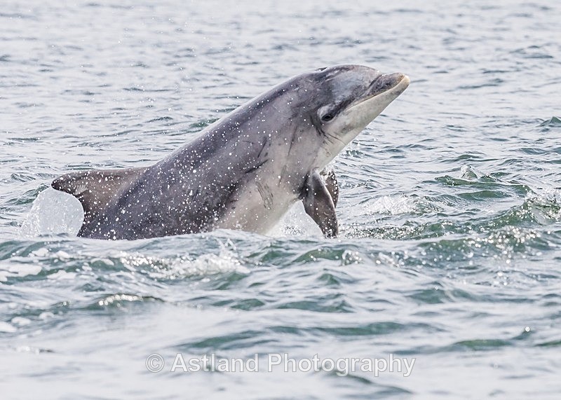 Astland Photography, Bird and Wildlife Images, Susan and Peter Wilson, U.K.