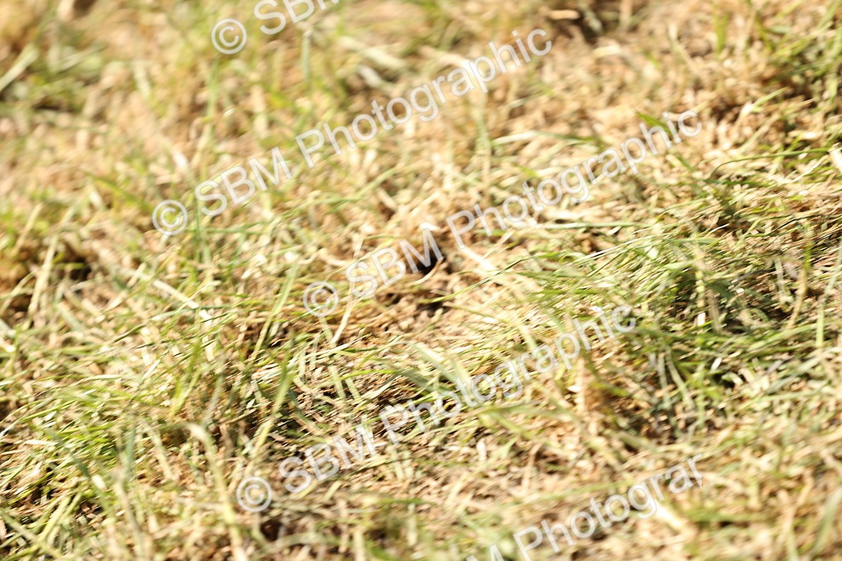 SBM_14771 - Class 88-89 - LIHS BSHA Rising Star of Ridden Hunter Type