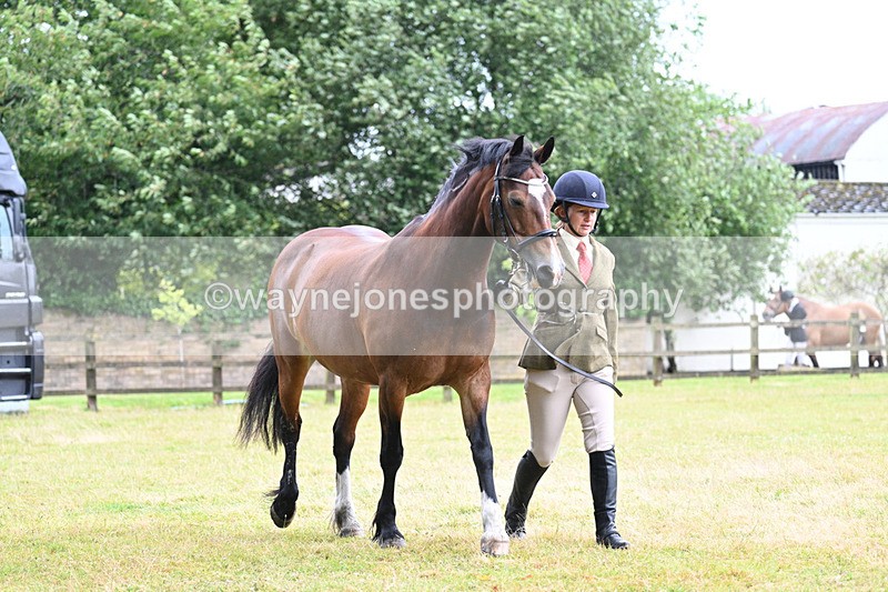 WJ7_6029 - Class 4a Prettiest Mare over 14hh