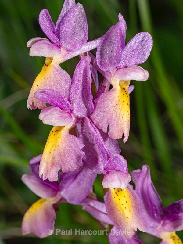 Hybrid Orchis - Orchis x colemanii ( Orchis mascula x O. pauciflora) This is a natural hybrid between  Early purple orchid (O. mascula) and few flowered orchid (O. pauciflora).  - Wild Orchids 2021