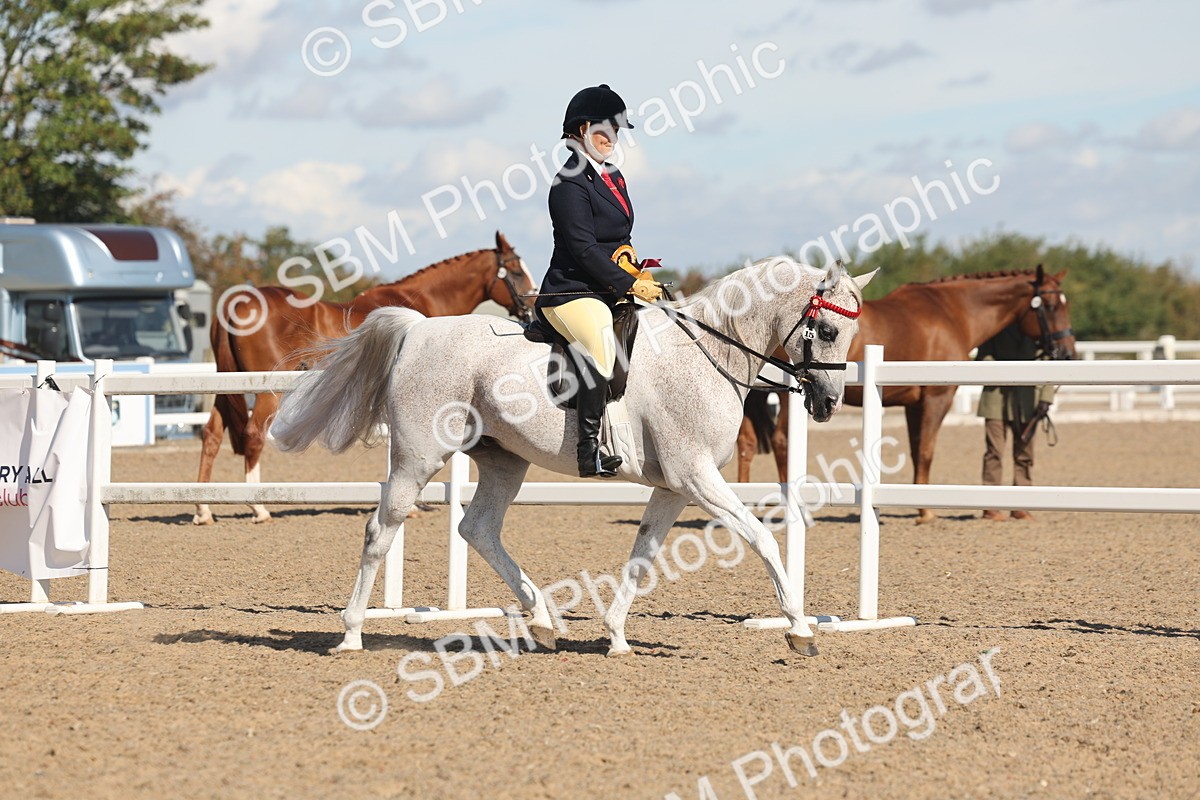 SBM_13147 - Class 305 - Ridden Foreign Breed Pure Bred