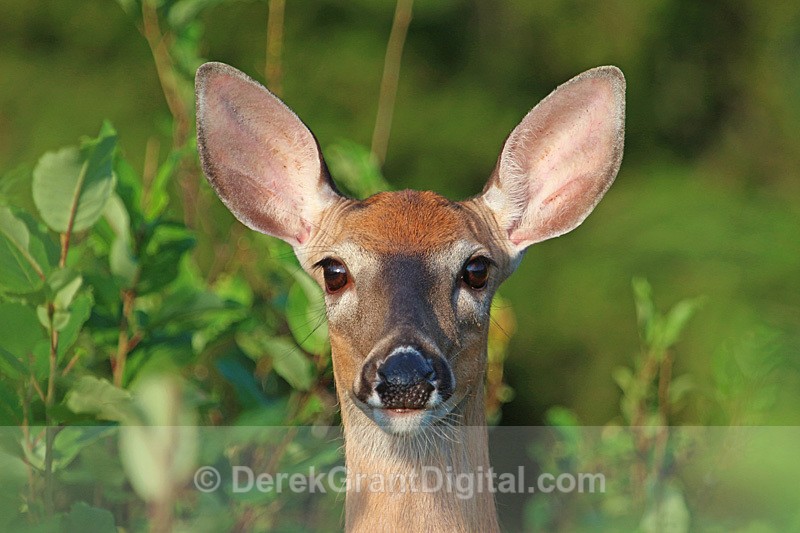 Doe, a Deer - Mammals, Reptiles & Amphibians