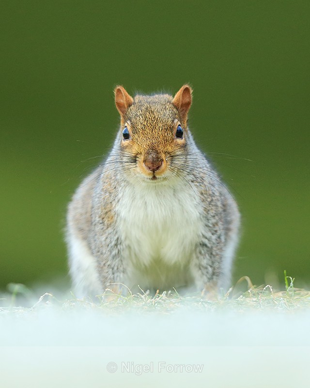 Grey Squirrel, head-on view, Worcestershire - Squirrel