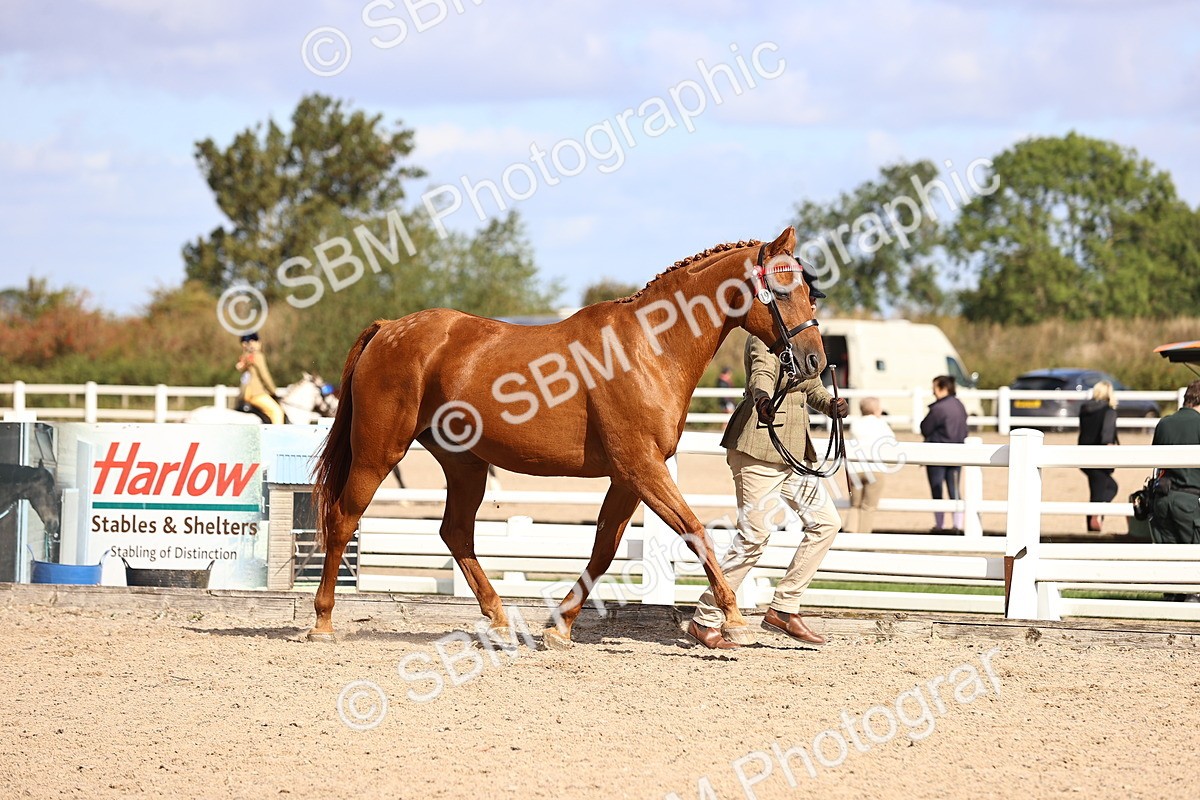 SBM_11492 - Class 407 - IH Hack-Riding Horse