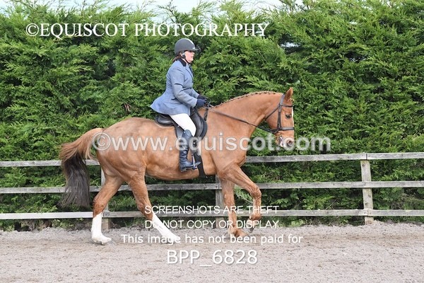 BPP_6828 - RING 1  (RIDDEN HORSES / IN HAND / VETERAN ETC)