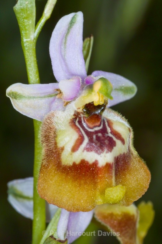 Calliantha's Orchid (Ophrys calliantha) - Orchids - Ophrys