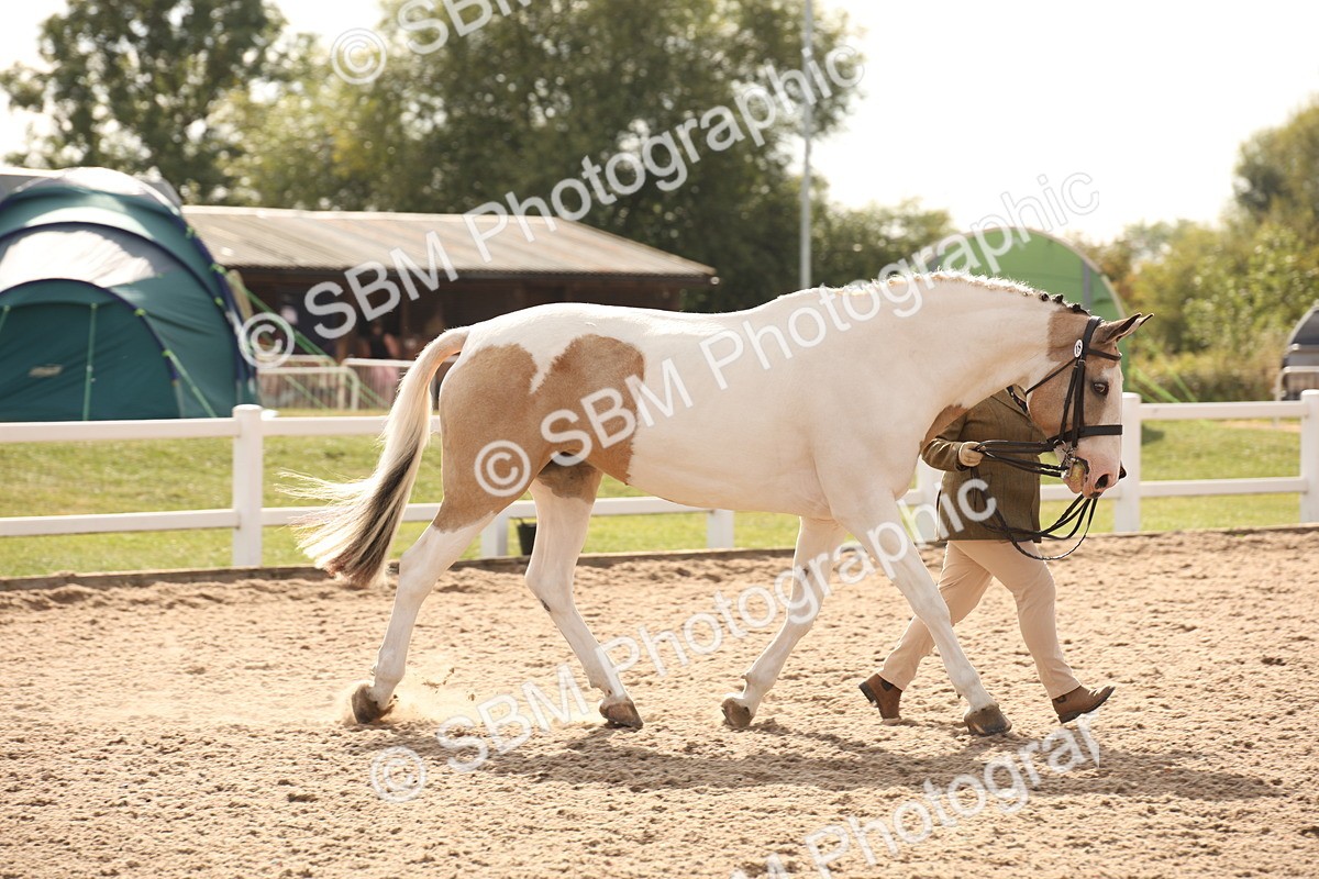 SBM_08172 - Class 27 - IH Competition Horse-Pony