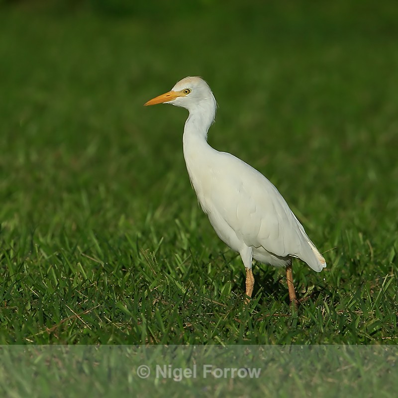 Cattle Egret, Princeville, Kauai - Cattle Egret