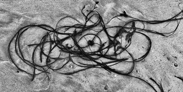 Spaghetti Seaweed, Mellon Udrigle. - Photographic Work.