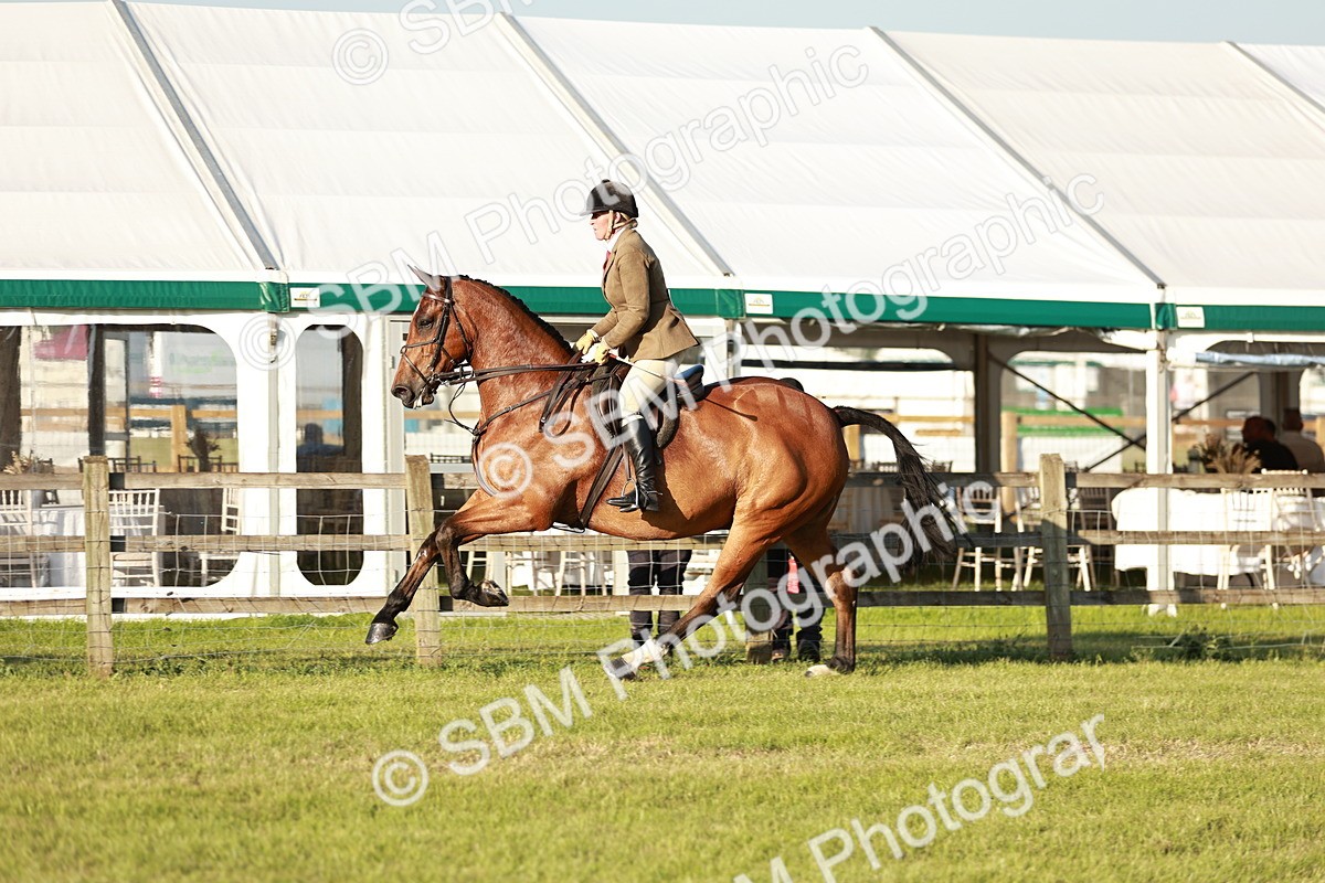 SBM_20486 - Class 117-119 - Sport Horse Working Hunter