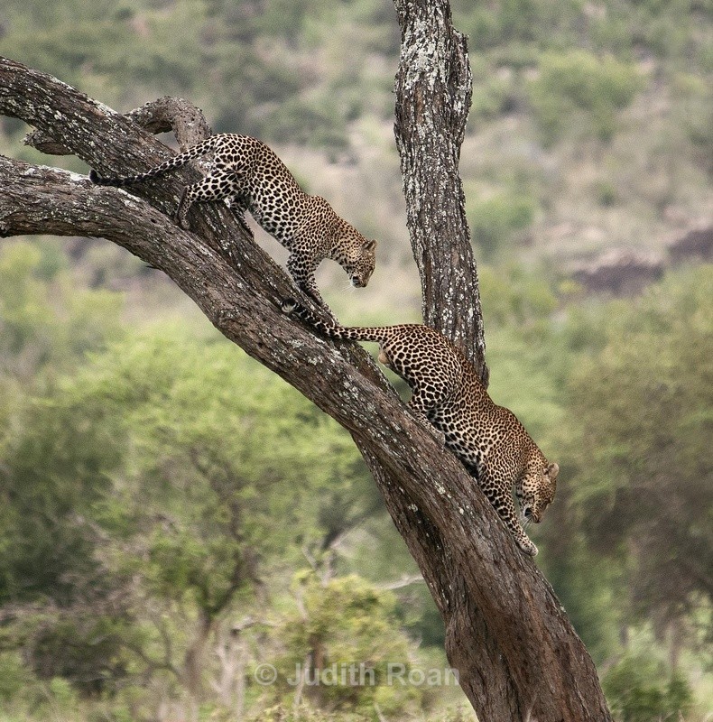 Leopard Pair - Tanzania Birds and Mammals