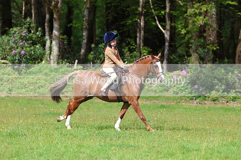 3E7A2704 - Working Hunter Championship