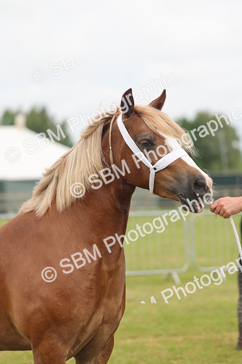 SBM_04981 - Class 50-57 - M&M Welsh Pony In Hand