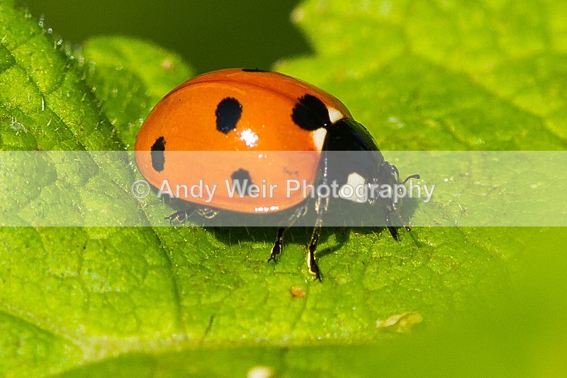 20130727-_MG_5160 - Insects