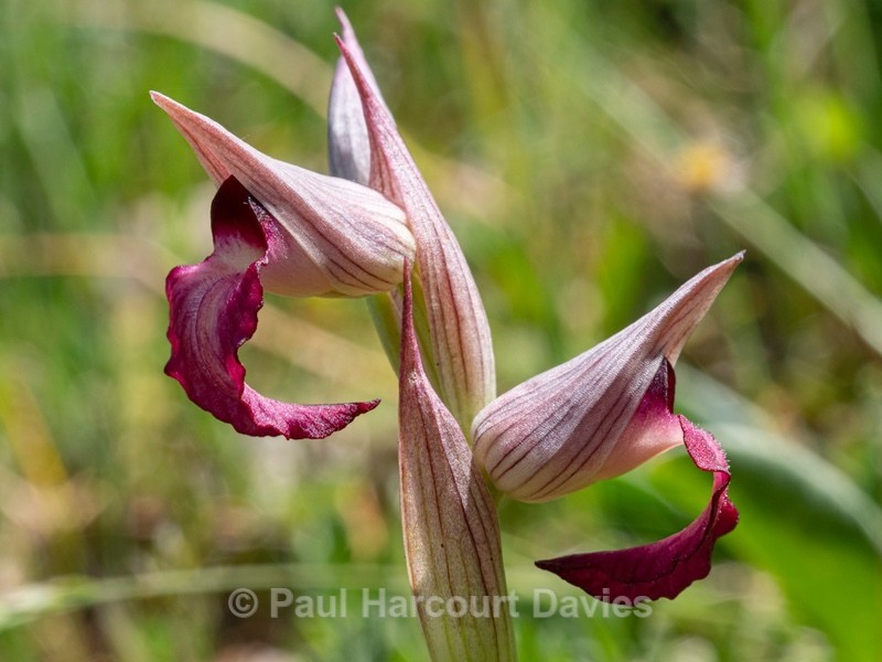 Tongue Orchid (Serapias lingua)  - Gargano - Wild Orchids