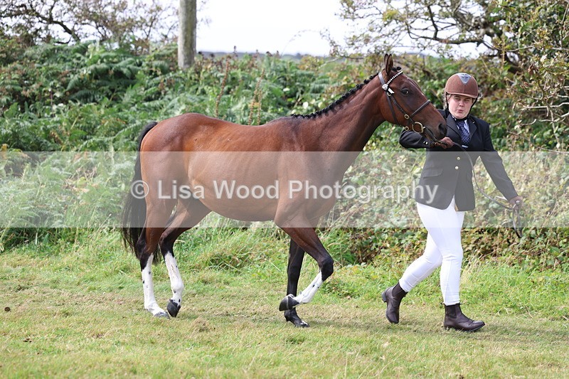 3E7A5505 - Class 20: Sports Horse In Hand