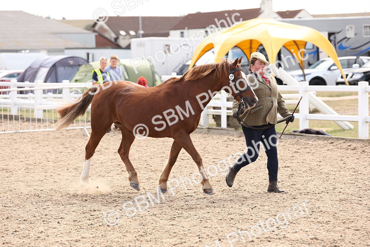 SBM_15091 - Class 209 - IH Veteran Pony