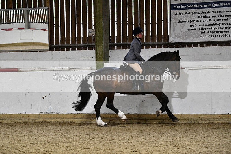 WJ5_8812 - Class 15 Ridden Show Horse