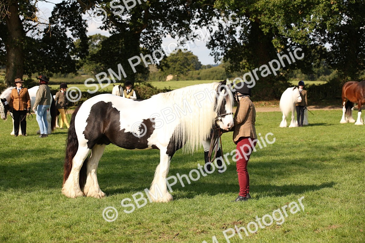 SBM_62257 - S55 - Traditional Cob In Hand