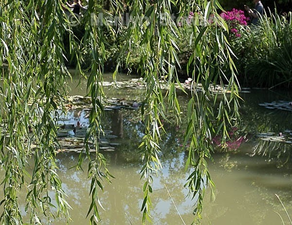 Monets Garden -7 - Paris and Normandy (Coming soon)