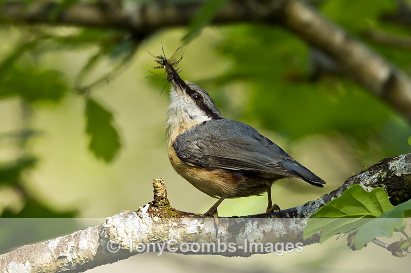 Nuthatch - Birds