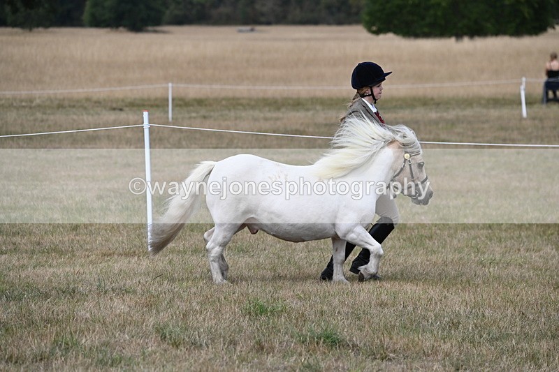 WJ6_6382 - Class 19 In-hand Veterans (Uploaded correct folder)