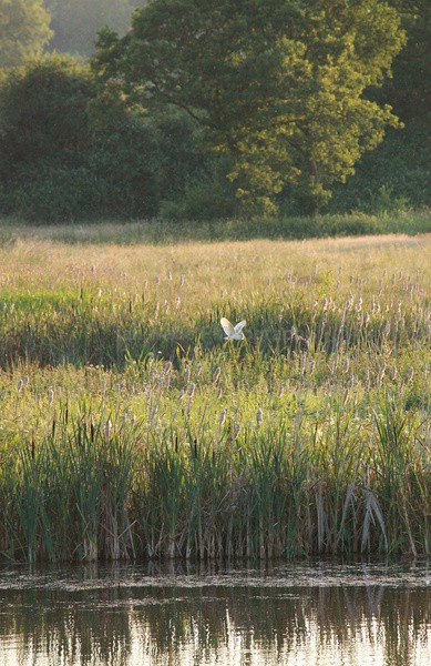  - Birds, swans and gulls